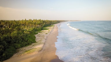 Une plage bordée de palmiers, avec les vagues de l’océan.