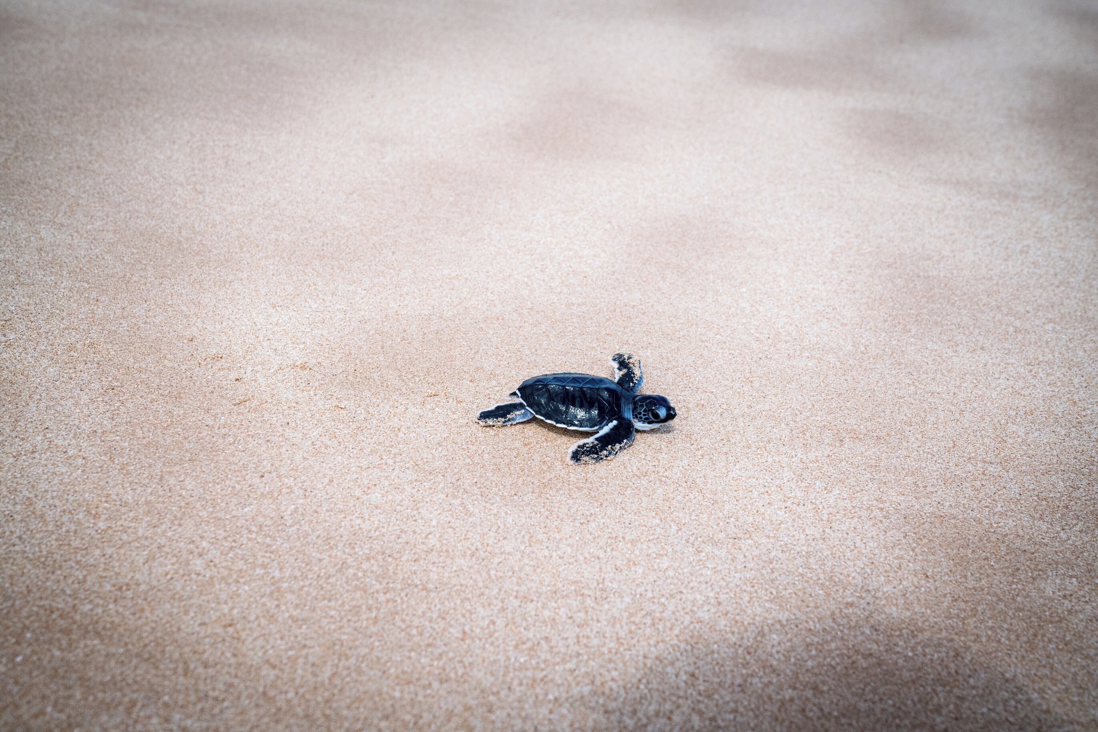 The most pristine, beautiful, untouched beach you'll find. Not a soul in sight... except this little guy. #LifeAtExpedia #beaches