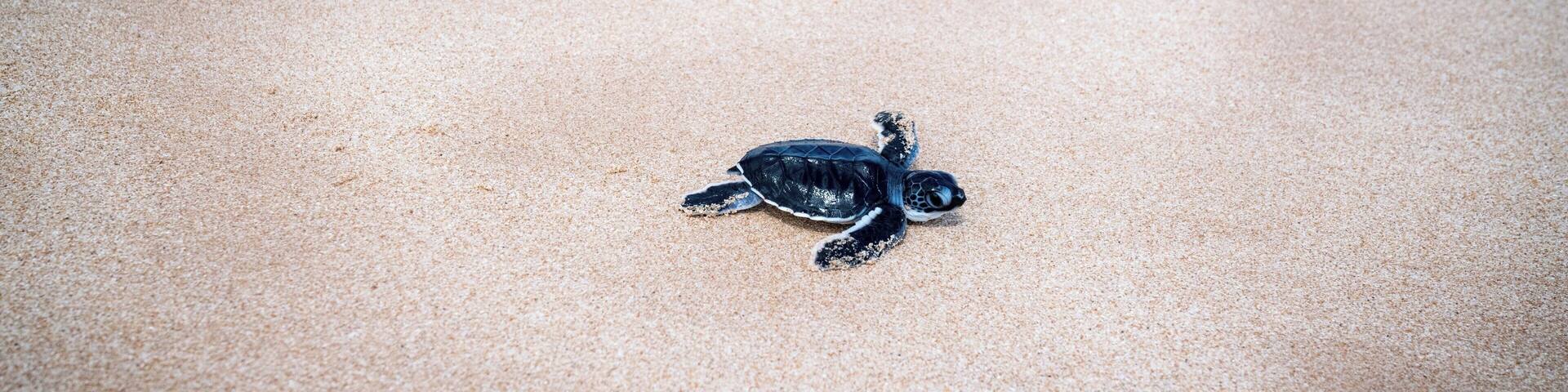 A baby sea turtle on a sandy beach.