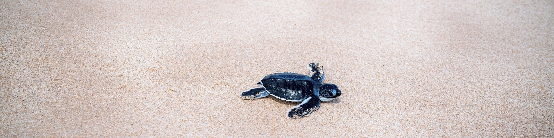 Una tortuga marina bebé en una playa arenosa.