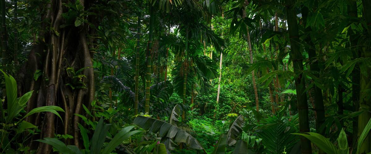 Tropical rain forest with palm an bamboo