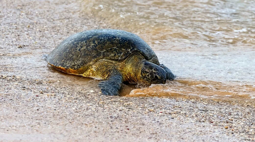 Turtle