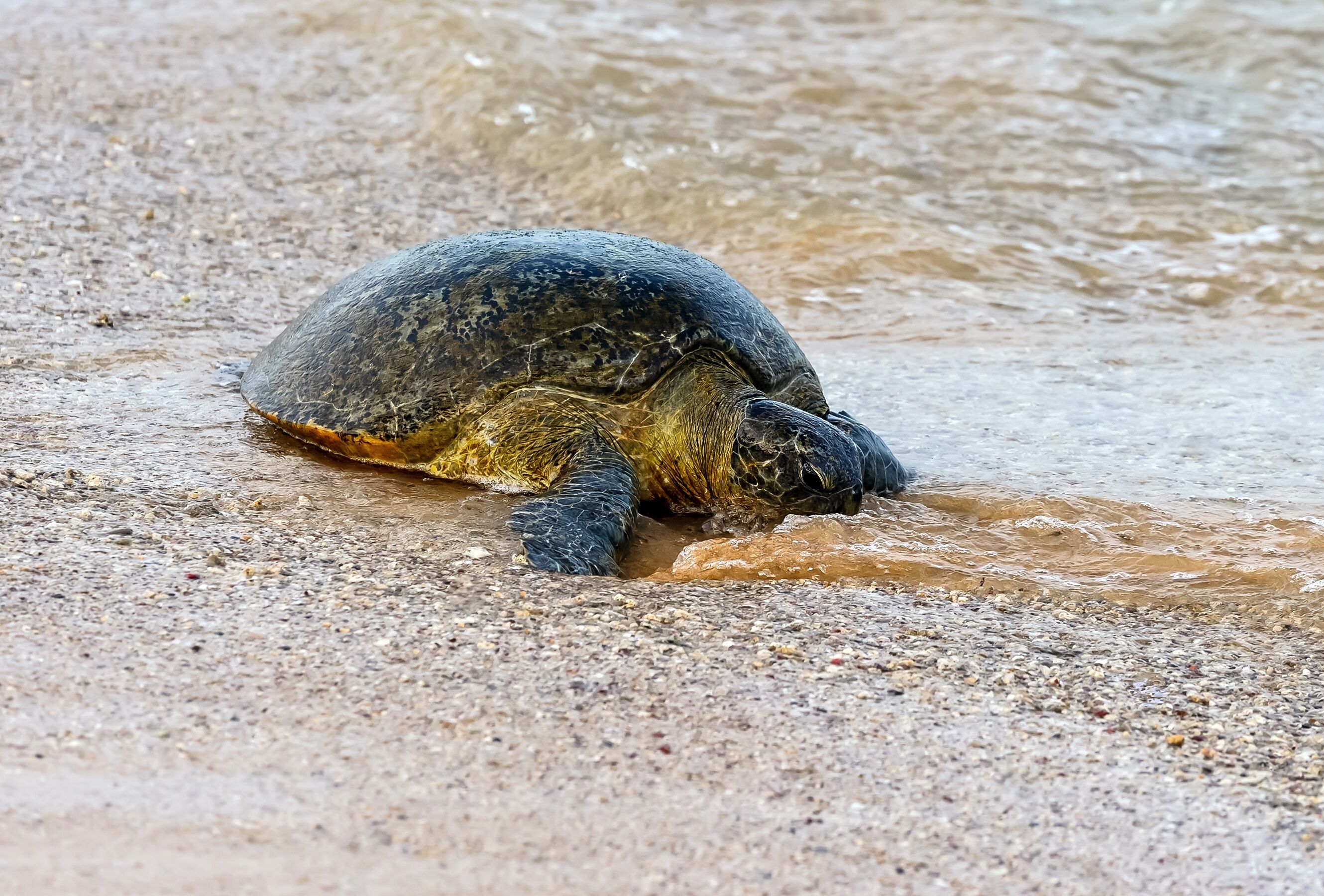 A turtle on a sandy beach.