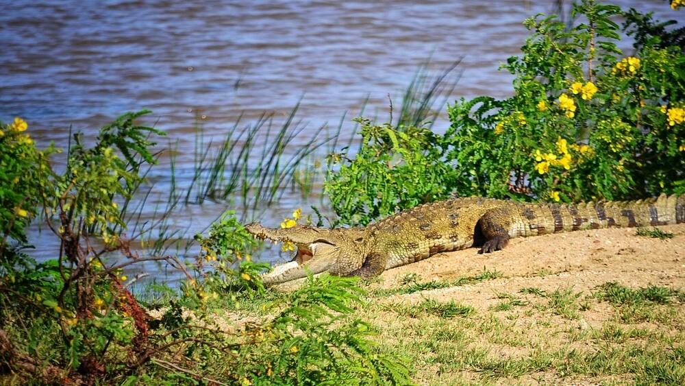 A crocodile resting by a riverbank with greenery and yellow flowers.