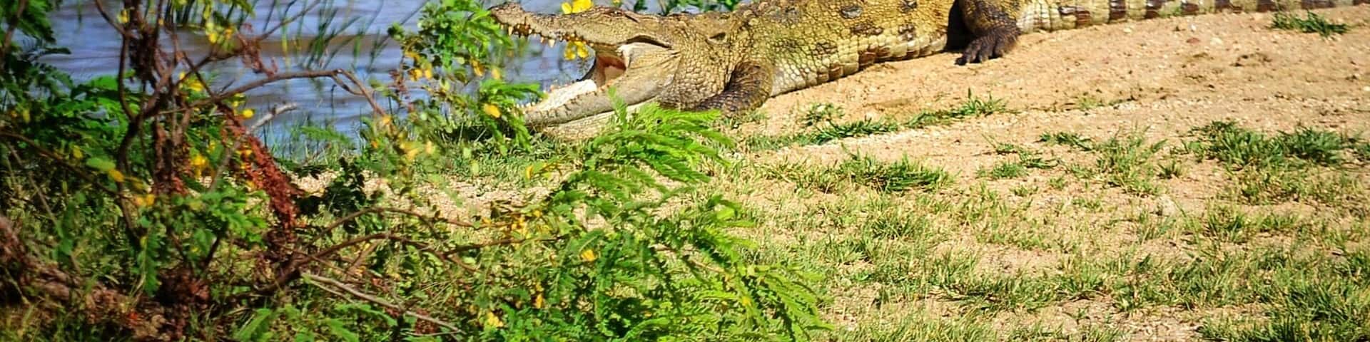 A crocodile resting by a riverbank with greenery and yellow flowers.