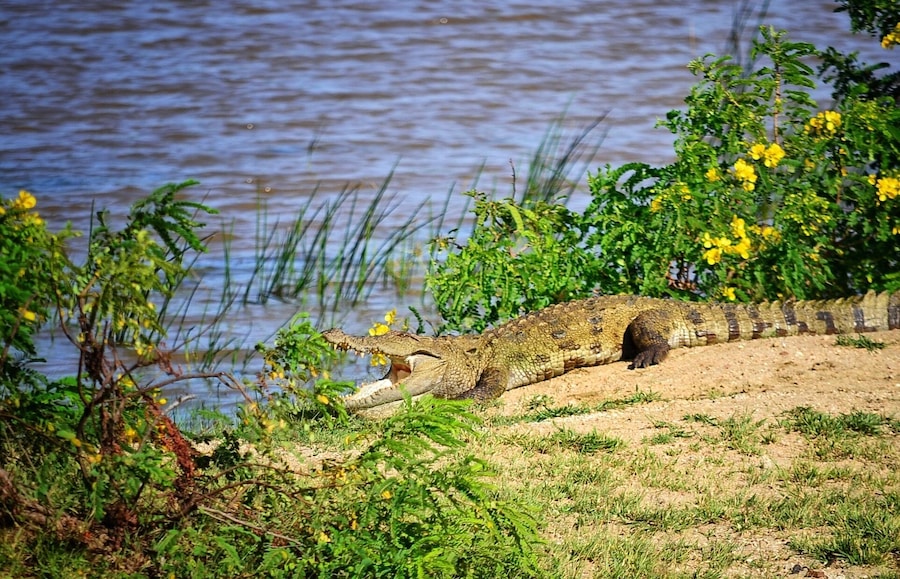 A crocodile resting by a riverbank with greenery and yellow flowers.