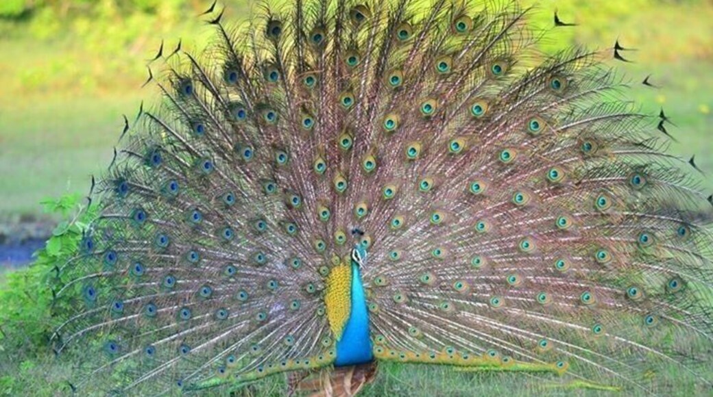 #Peacock with its feather spreads in a lovely #winter destination. #winterwonders