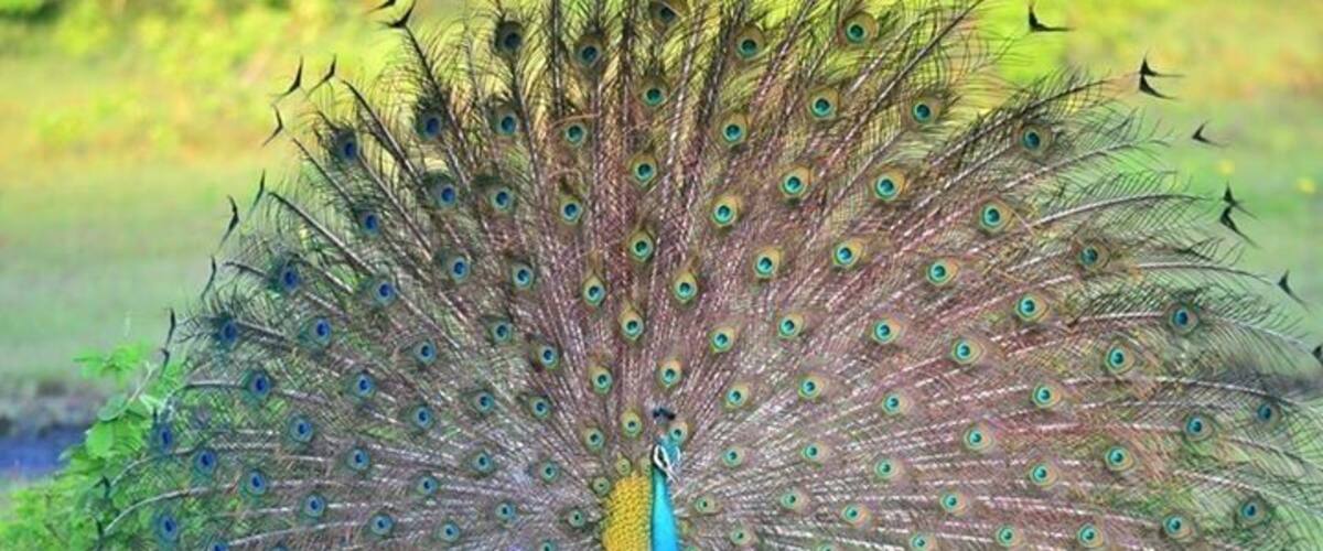 #Peacock with its feather spreads in a lovely #winter destination. #winterwonders