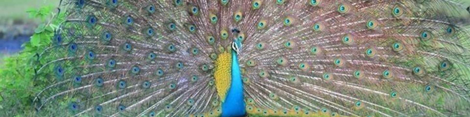 #Peacock with its feather spreads in a lovely #winter destination. #winterwonders