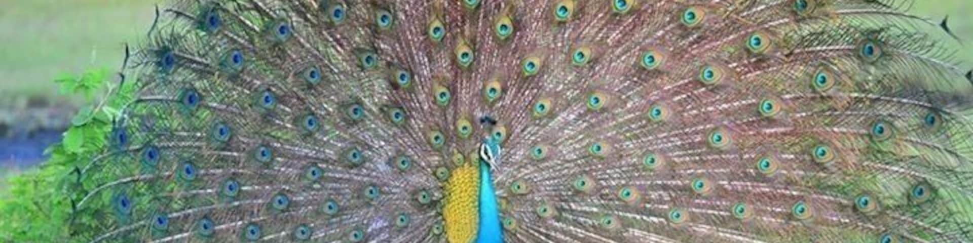 #Peacock with its feather spreads in a lovely #winter destination. #winterwonders