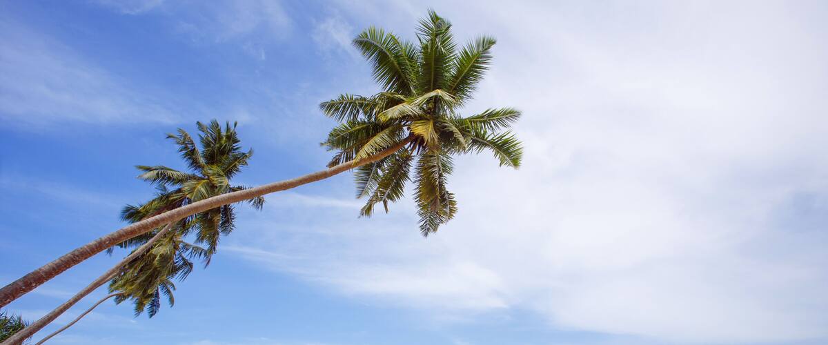 A beach with palm trees and ocean waves.