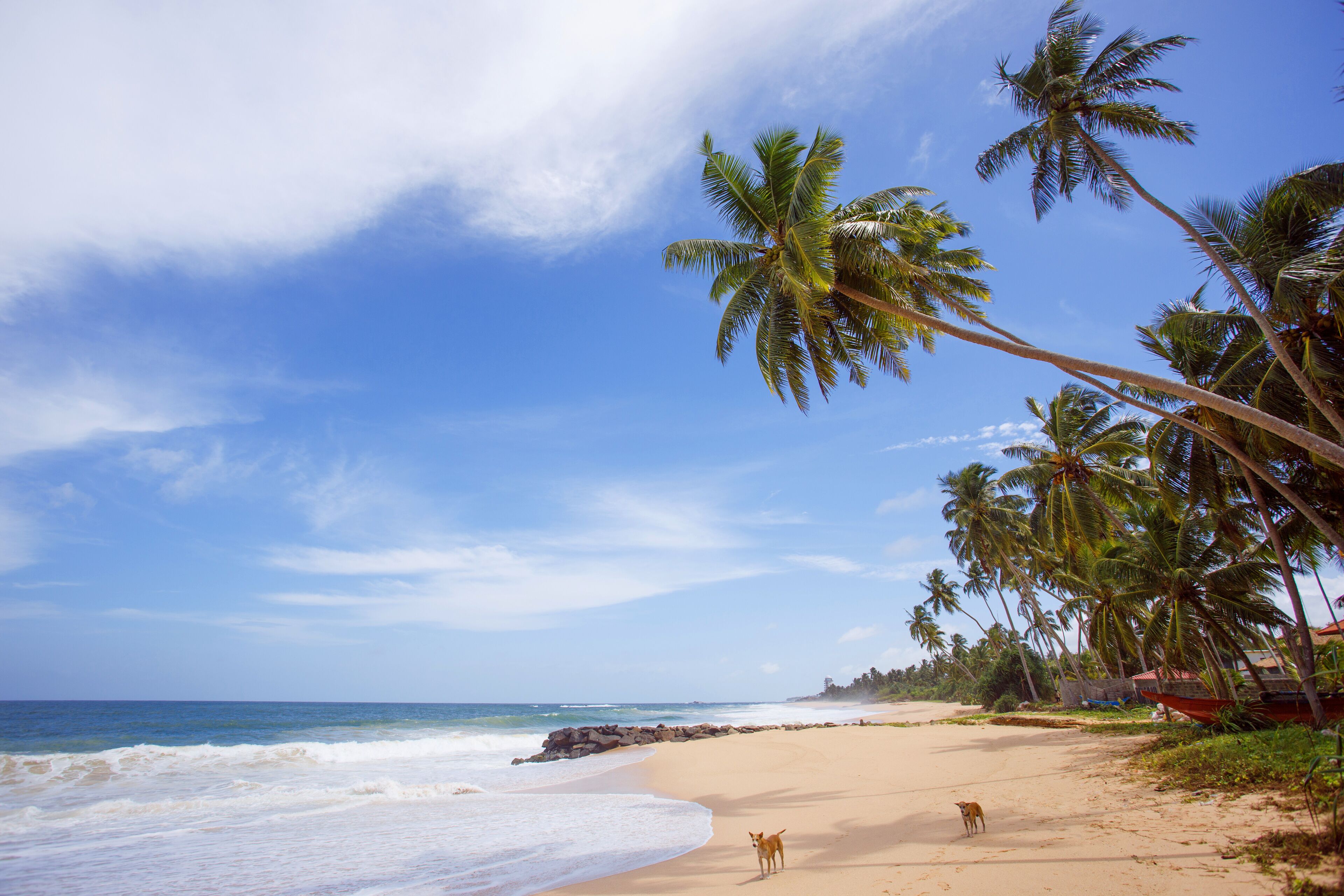 Untouched tropical beach of Sri Lanka. Akurala beach.