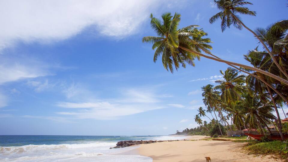 Untouched tropical beach of Sri Lanka. Akurala beach.