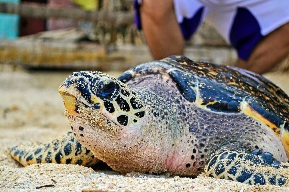 a #localgem in guimaras island., seeing this super cute! gentle creature will make you appreciate the wonders of nature even more., 
