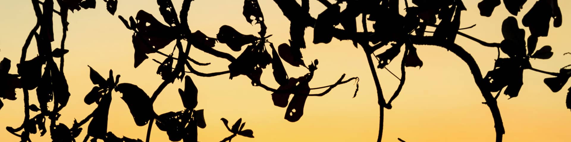 The setting sun framed between branches at Binucot Beach in Ferrol, Romblon, Philippines. #asia #philippines #romblon #sunset #travel #beach #sea #seascape