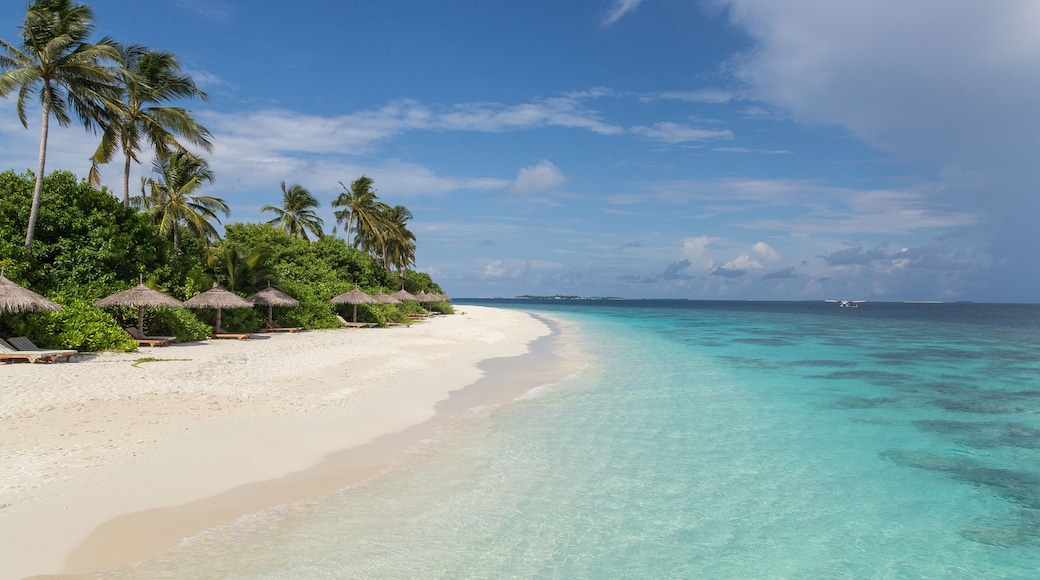 Strand mit Palme Atoll Insel Malediven