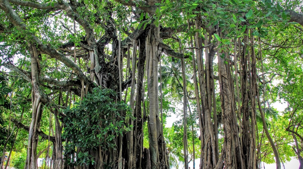Thousand years old Bayam trees in Kalaafaanu Island #Maldives #trees #travel #landscape #nature