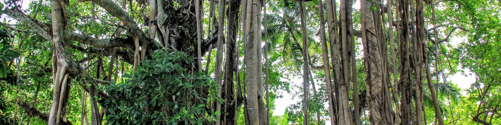 Thousand years old Bayam trees in Kalaafaanu Island #Maldives #trees #travel #landscape #nature
