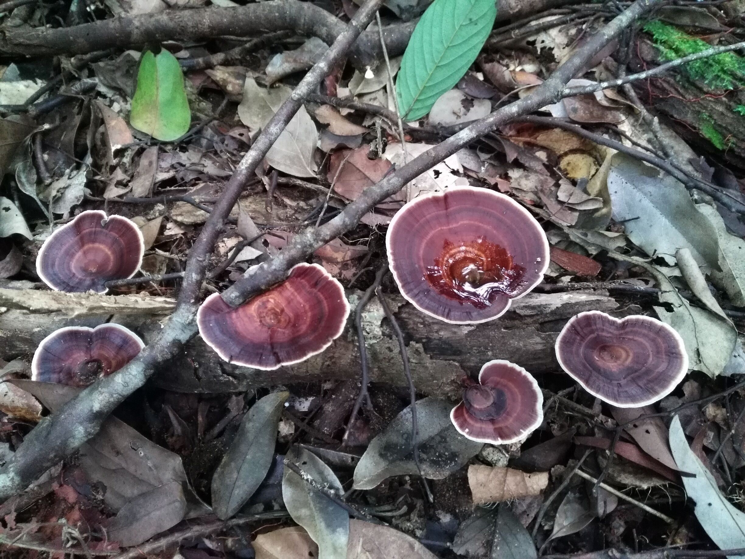 A forest floor with several large, reddish-brown mushrooms growing among dry leaves and twigs.