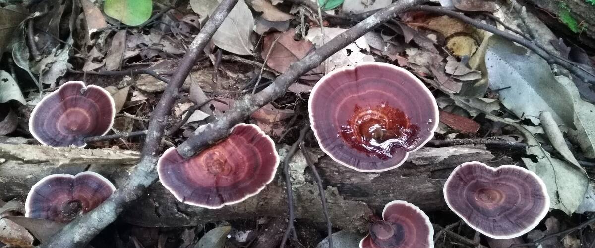 A forest floor with several large, reddish-brown mushrooms growing among dry leaves and twigs.