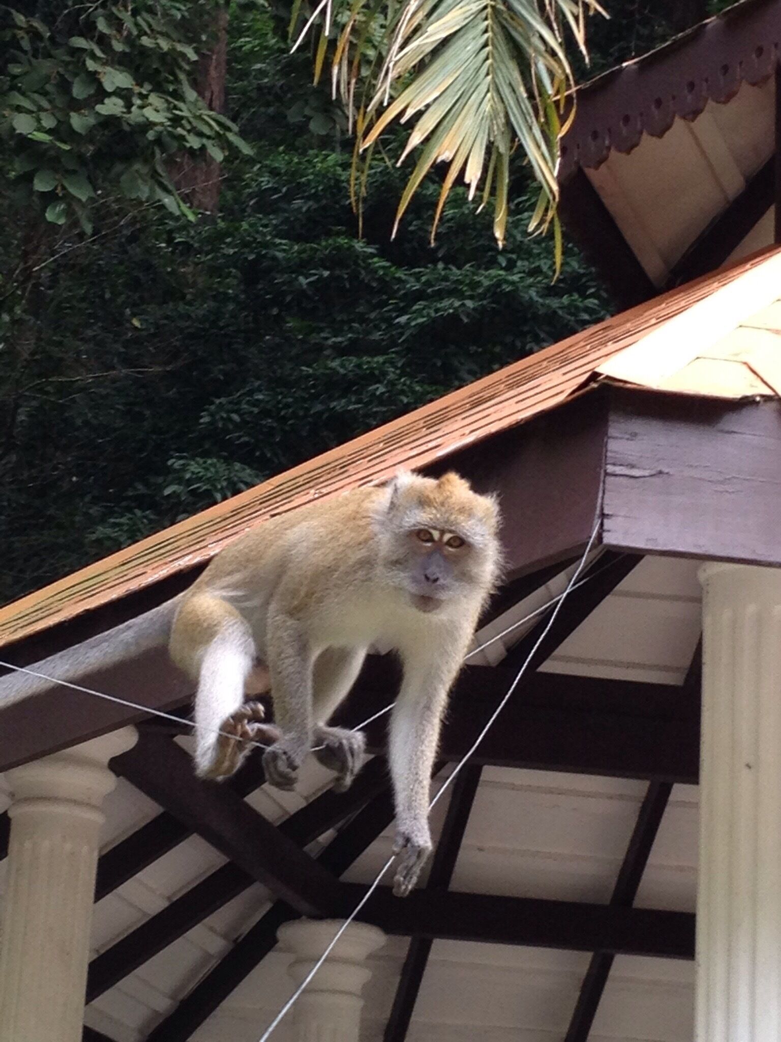 Perfectly balanced at the botanical garden.