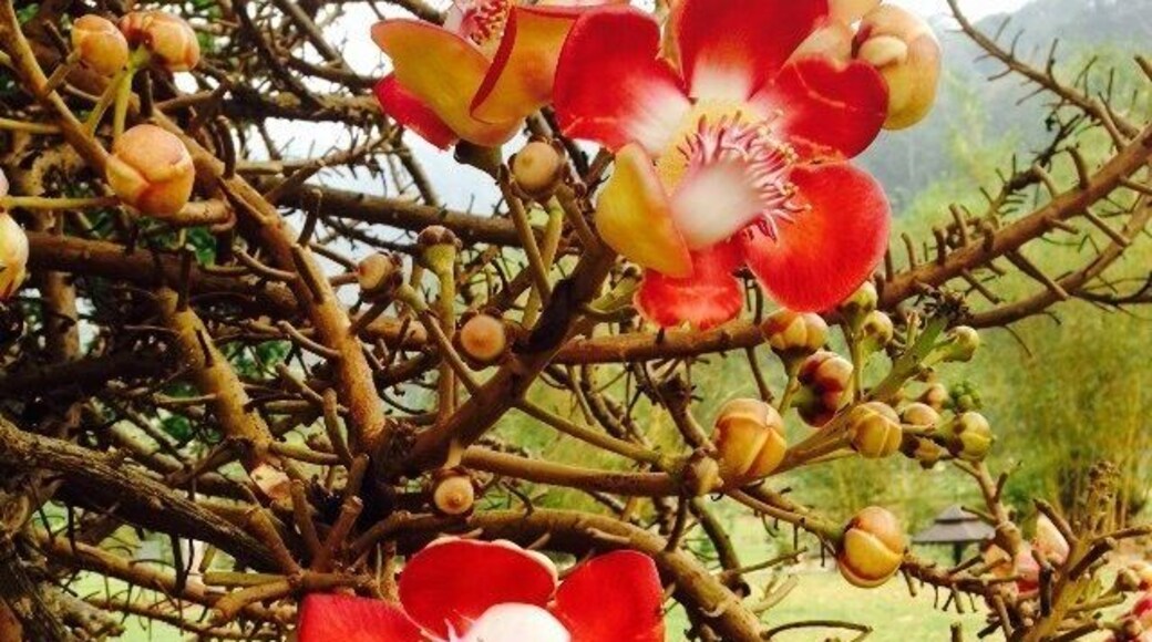Some of the exotic flowers at the Botanical Gardens, Penang, Malaysia.