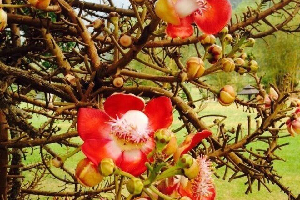 A tree with red and yellow flowers and green buds.