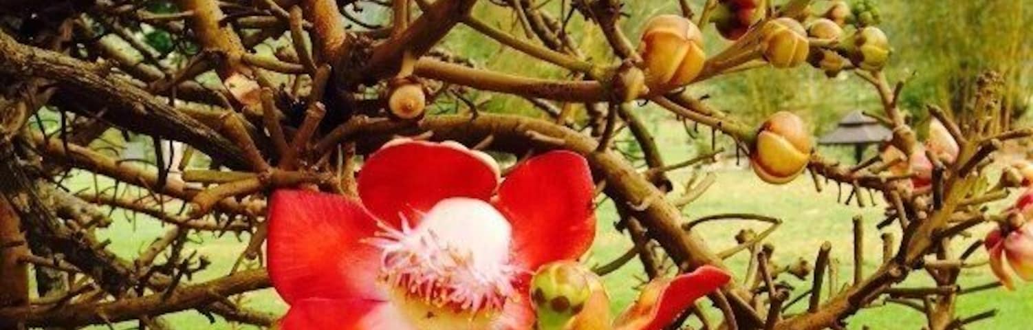 Some of the exotic flowers at the Botanical Gardens, Penang, Malaysia.