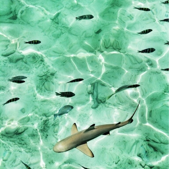 Shark in the see