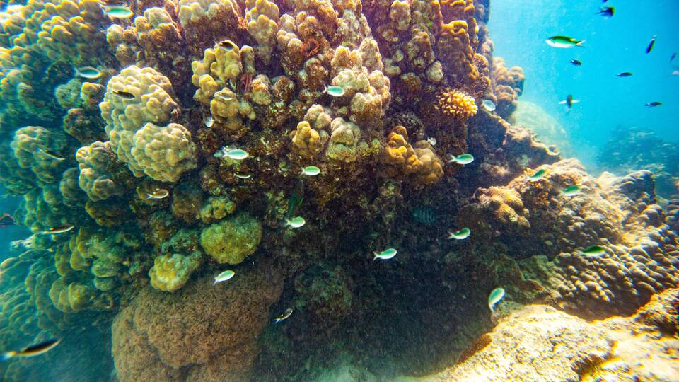 A coral reef with various fish species swimming around.