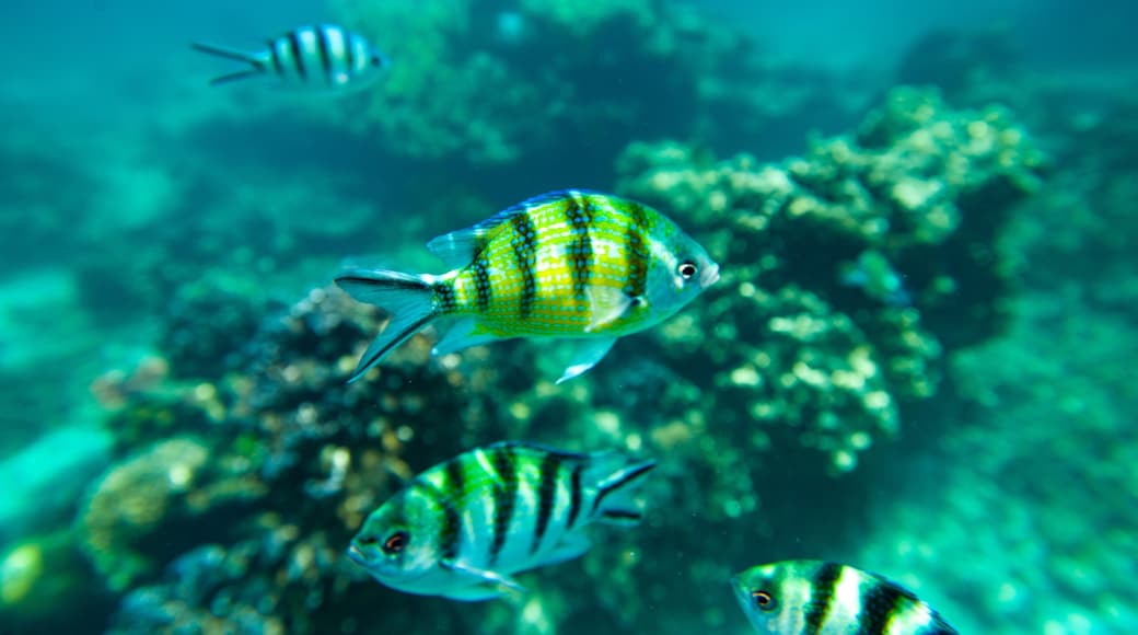 Perhentian Island which includes colorful reefs and marine life