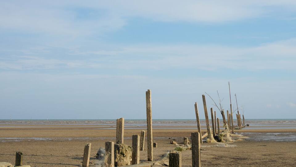 A beach with wooden posts and debris.