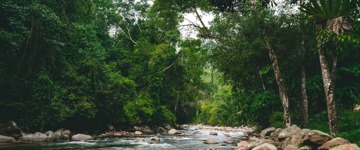 A river flowing through a forest with large rocks and dense green foliage.