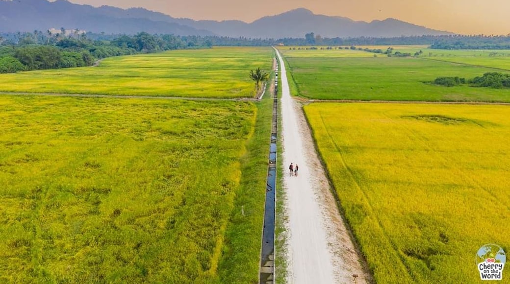 🇬🇧 The golden paddy fields during harvest season are incredibly beautiful! 💛
🇷🇴 Campuriile aurii de orez în timpul sezonului de recoltare sunt incredibil de frumoase! 💛