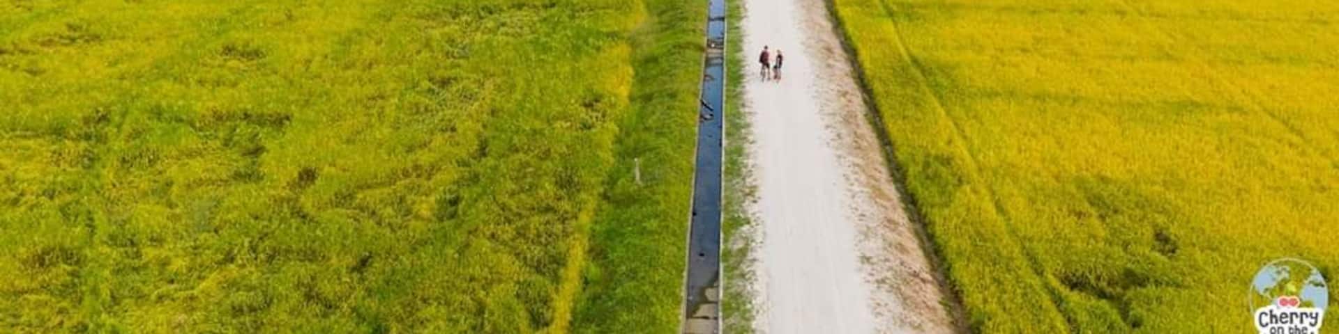 🇬🇧 The golden paddy fields during harvest season are incredibly beautiful! 💛
🇷🇴 Campuriile aurii de orez în timpul sezonului de recoltare sunt incredibil de frumoase! 💛