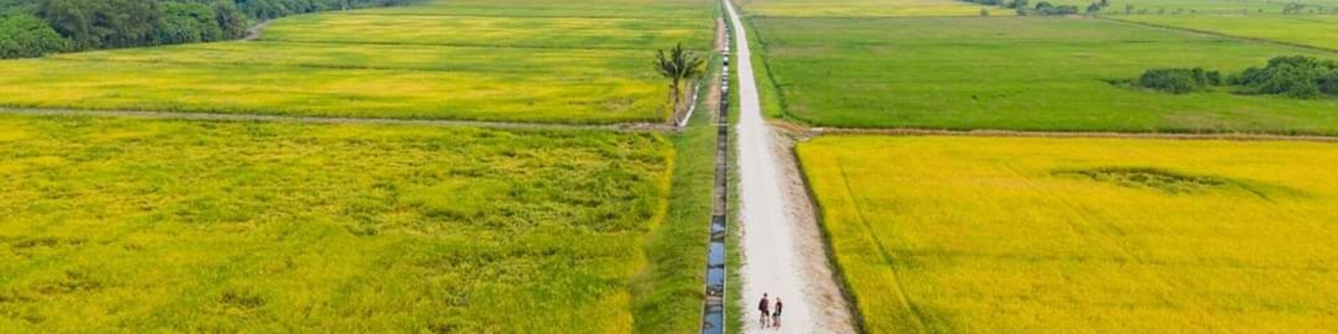 🇬🇧 The golden paddy fields during harvest season are incredibly beautiful! 💛
🇷🇴 Campuriile aurii de orez în timpul sezonului de recoltare sunt incredibil de frumoase! 💛