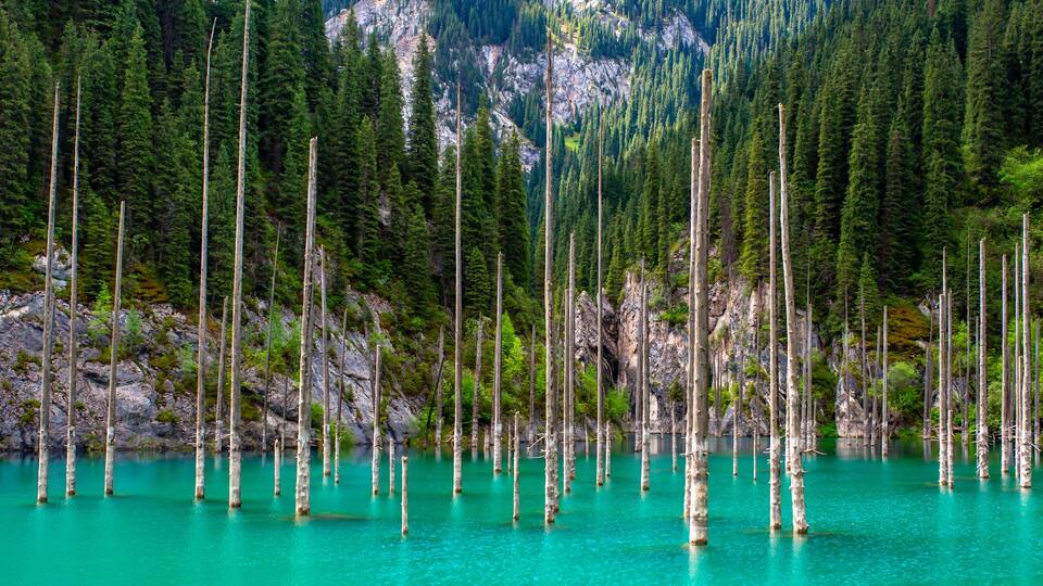A forest with tall, dead trees standing in a turquoise lake surrounded by dense green forest and rocky cliffs.