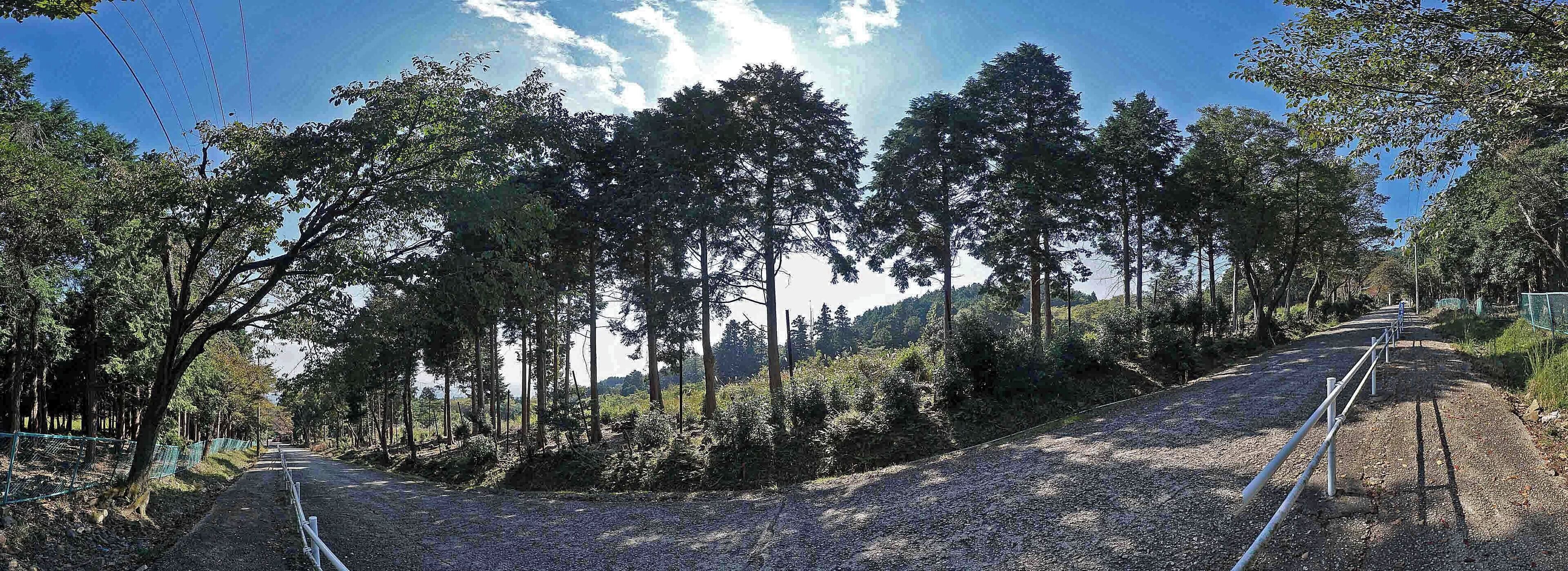 A gravel path with trees and a fence.