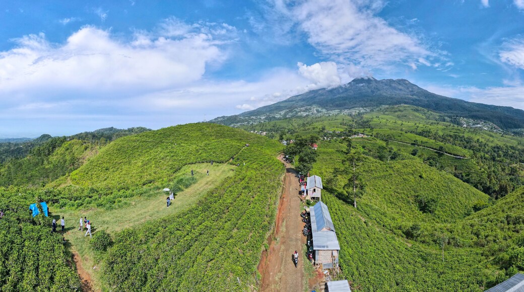 Aerial view of tea plantation in Kemuning, Indonesia with Lawu mountain background
