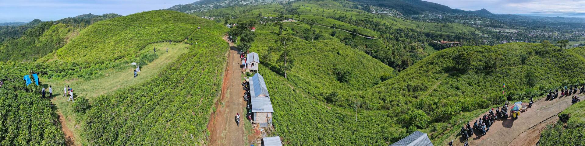 Aerial view of tea plantation in Kemuning, Indonesia with Lawu mountain background