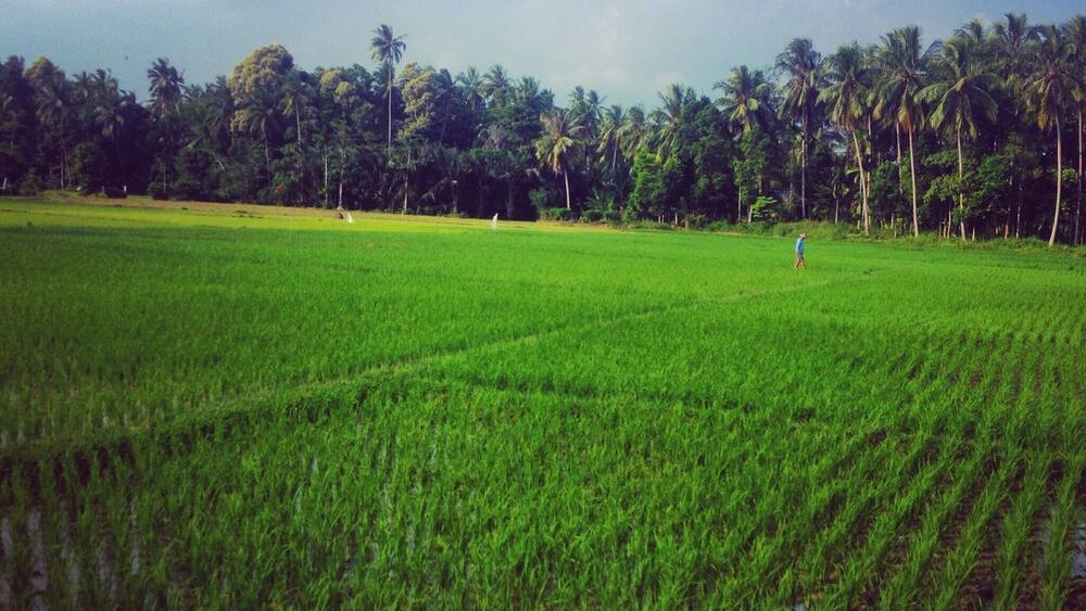 Rice paddies Sumatra