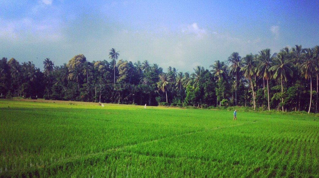 Rice paddies Sumatra
