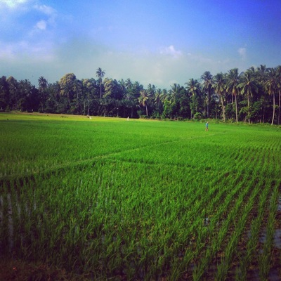 Rice paddies Sumatra