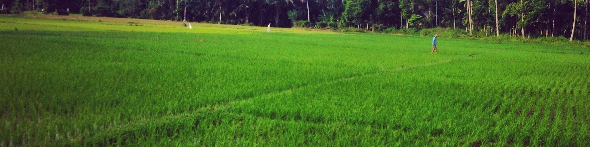 Rice paddies Sumatra