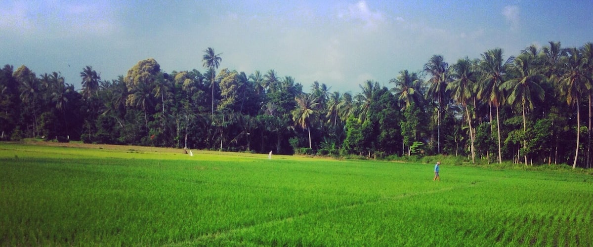 A lush green rice field with rows of young plants, bordered by a line of tall palm trees under a clear sky.