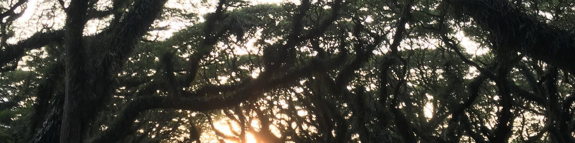 Centuries Old Trembesi Tree covered by moss... Banyuwangi