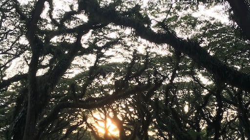 Centuries Old Trembesi Tree covered by moss... Banyuwangi