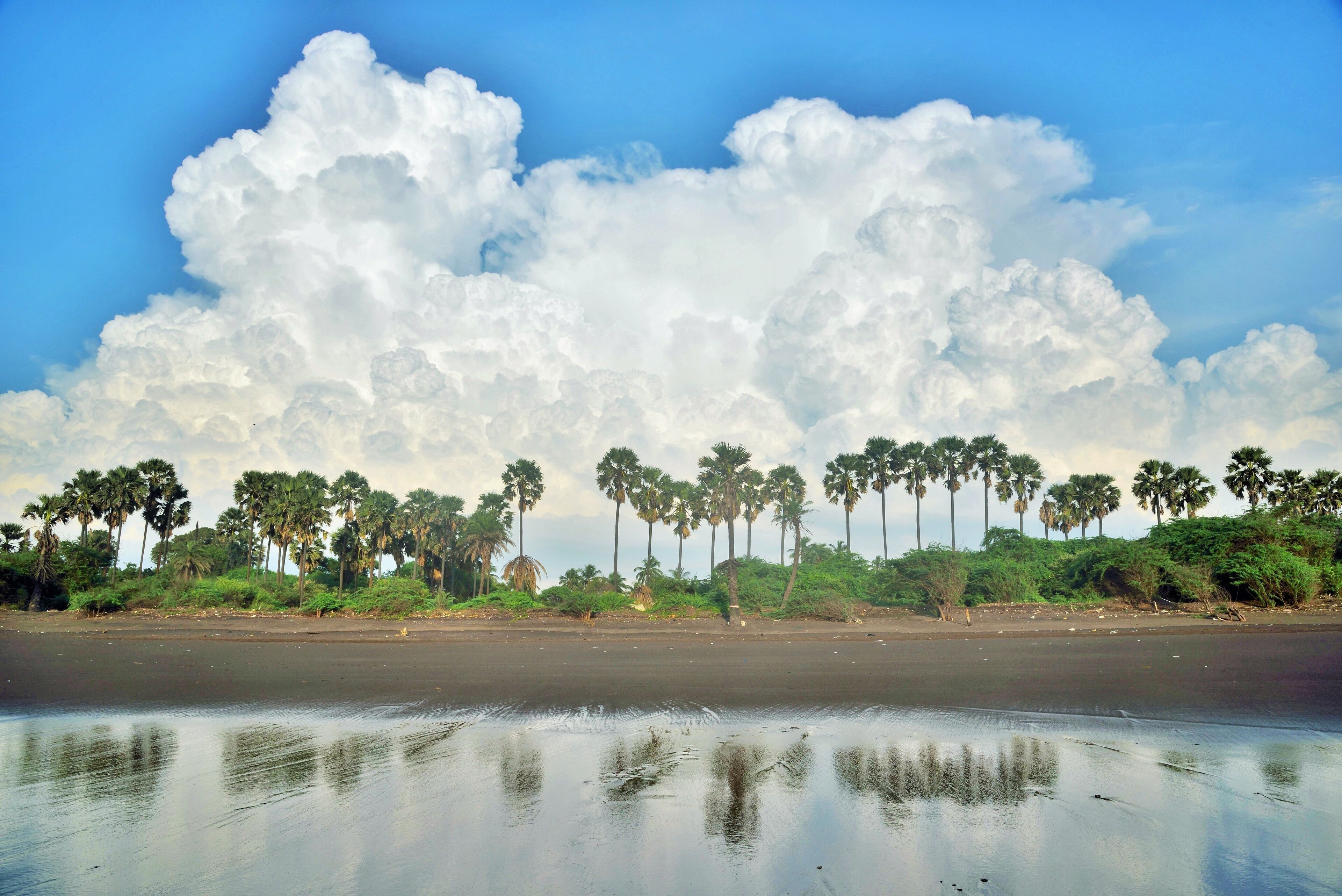 Palm trees reflection, Bhagal beach, Valsad, Gujarat, India, Asia
