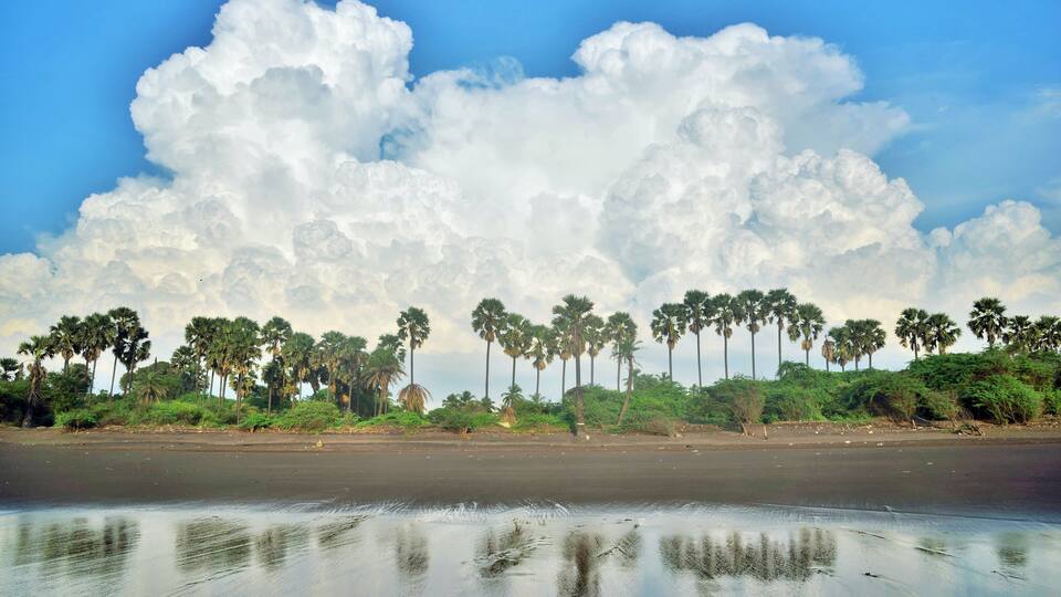A beach with palm trees and a cloudy sky.