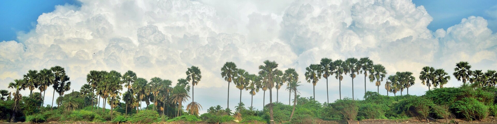 Una playa con palmeras y un cielo nublado.